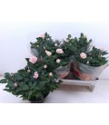 Rosier Pink Ø 20