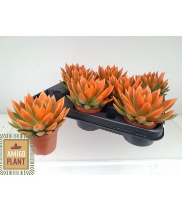 Echeveria Miranda pot de 8.50