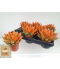 Echeveria Miranda pot de 8.50