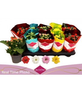 Kalanchoe mix 4 coul Ø 10.5