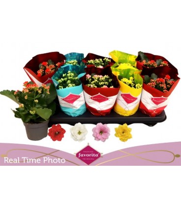 Kalanchoe mix 4 coul Ø 10.5