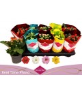 Kalanchoe mix 4 coul Ø 10.5