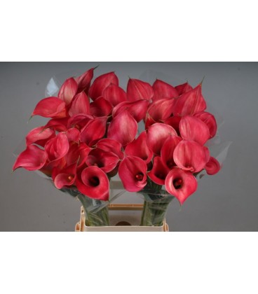 Calla Ramona 65 cm
