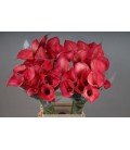 Calla Ramona 65 cm