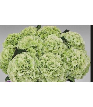 Hortensia White verena class 100 cm
