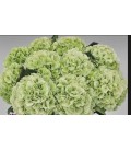 Hortensia White verena class 100 cm