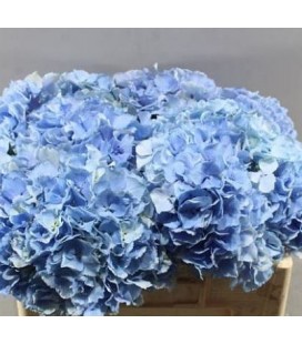 Hortensia royal pride 60 cm