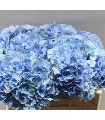 Hortensia royal pride 60 cm