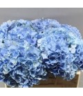 Hortensia royal pride 60 cm