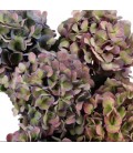 Hortensia Roy opera cl 60 cm