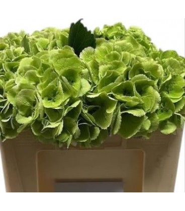 Hortensia royale princ cl 80 cm