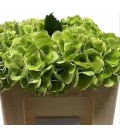 Hortensia royale princ cl 80 cm