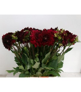 Dahlia ov 55 cm