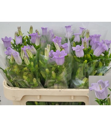 Campanule champion lila 60 cm