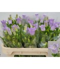 Campanule champion lila 60 cm