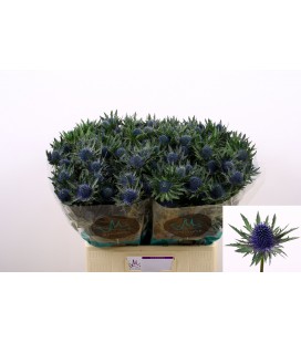 Chardon Aquarius qstar 60 cm