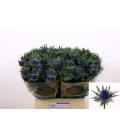Chardon Aquarius qstar 60 cm