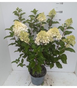 Hydrangea silver dollar Ø 27 