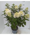 Hydrangea silver dollar Ø 27 