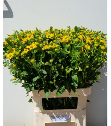 Helenium Kanaria 85 cm