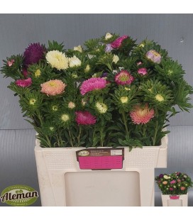 Reine Marguerite Titan mix 55 cm