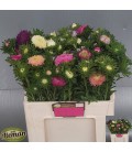 Reine Marguerite Titan mix 55 cm