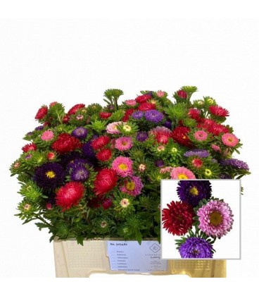 Reine margerite 55 cm la botte
