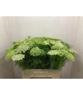 Dille 70 cm