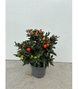 Solanum supreme pot de 13