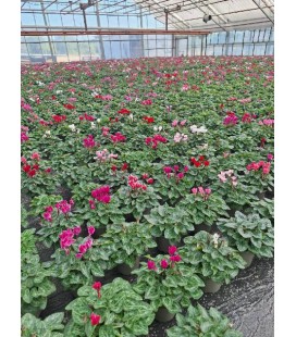 Cyclamen mini Ø 10.5