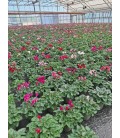Cyclamen mini Ø 10.5