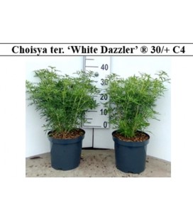 Choisya Ternata White dazzler Ø 21