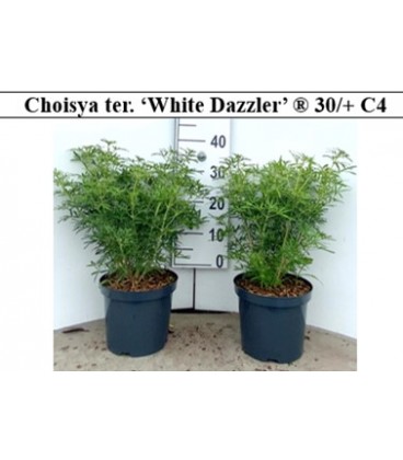 Choisya Ternata White dazzler Ø 21