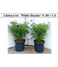 Choisya Ternata White dazzler Ø 21
