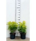 Choisya ternata sundance Ø 21