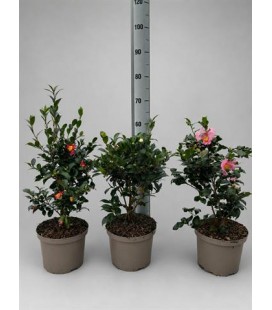Camelia sasanqua Ø 23
