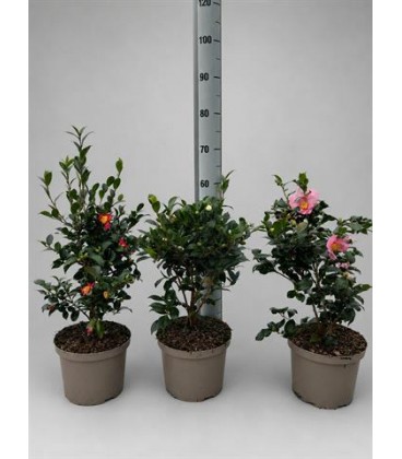 Camelia sasanqua Ø 23