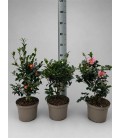 Camelia sasanqua Ø 23
