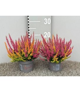 Calluna beauty ladies symphony Ø 12