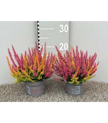 Calluna beauty ladies symphony Ø 12