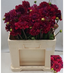 Dahlia ov 70 cm