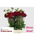Dahlia Bizon rood 55 cm