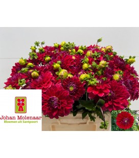 Dahlia Friendship 55 cm