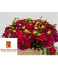 Dahlia Friendship 55 cm