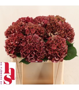 Hortensia Mon Amour cl 50 cm