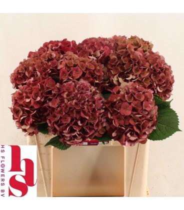 Hortensia Mon Amour cl 50 cm
