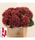 Hortensia Mon Amour cl 50 cm
