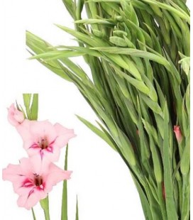 Gladiolus  Summer love 65 cm