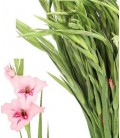 Gladiolus  Summer love 65 cm