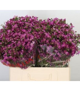 Wax Purple rain 70 cm